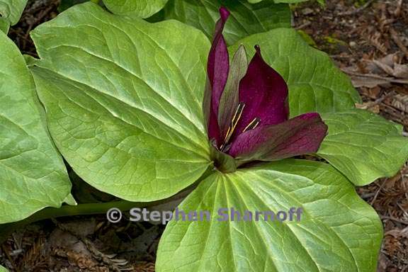 trillium chloropetalum 5 graphic